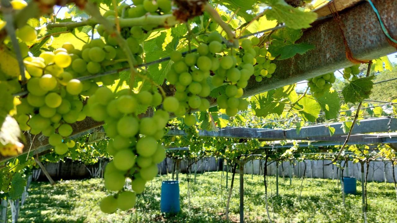 Eco Village צקאלטובו מראה חיצוני תמונה